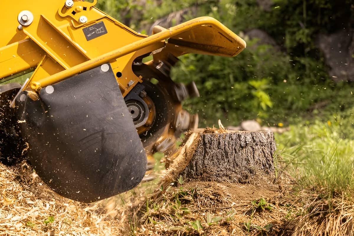 What Size Stump Grinder Is Best for Tree Services vs Homeowners? The Expert's Guide