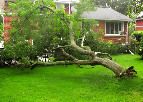 The Easiest Way to Get Rid of Branches After a Storm: Simple Cleanup Tips