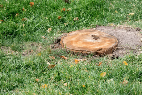 Should You Grind the Stump or Leave It? Pros & Cons Explained