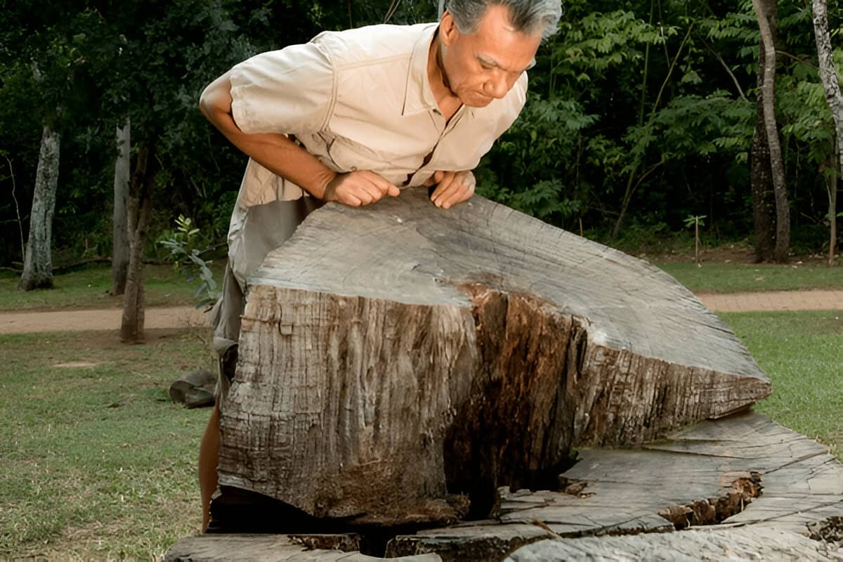 Do You Really Need a Stump Grinder? 5 Signs You Might