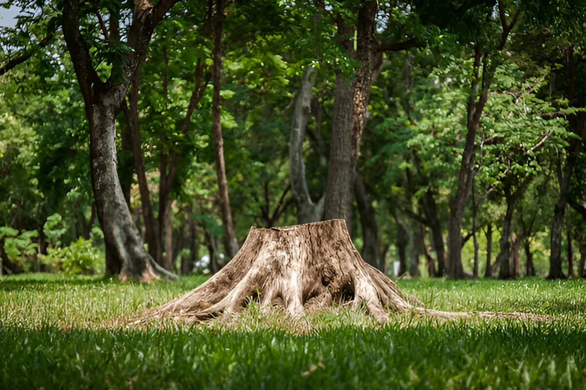 3 Reasons Your Old Stump is Hurting Your Yard